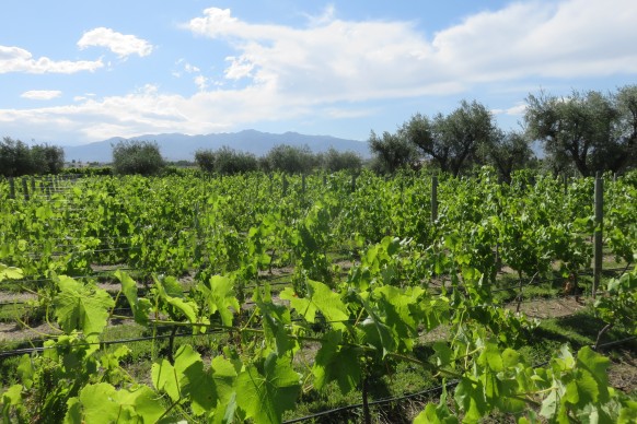 De Salta à Mendoza et sa route des vins